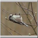 Aegithalos caudatus - Schwanzmeise 08.jpg